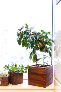 Potted plant on window sill