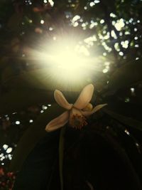 Close-up of frangipani blooming on tree
