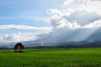 Scenic view of agricultural field against sky