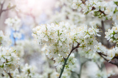 Close-up of white cherry blossoms in spring