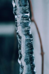 Close-up of icicles on tree trunk during winter