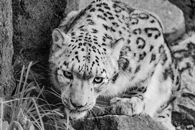 Close-up portrait of a cat