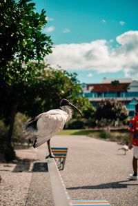 Bird on riverbank against sky