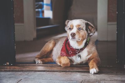 Portrait of a dog