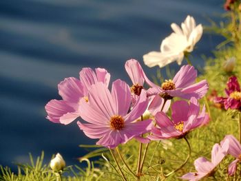 Close-up of pink cosmos flowers on field