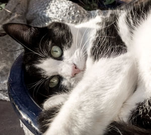 Close-up portrait of cat