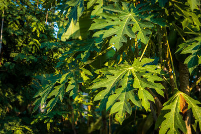 Close-up of fresh green plant