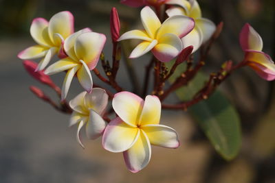 Close-up of white flowering plant