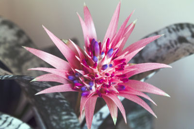 Close-up of flower against blurred background