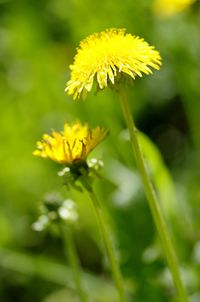 Close-up of yellow flowers blooming outdoors