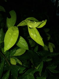 Close-up of wet plant