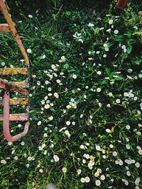 High angle view of flowering plants on land