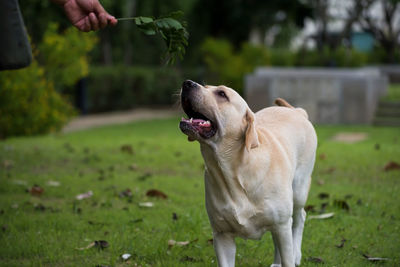 Adorable white labrador retriever look at spring leaf on its owner hand. happy cute dog at park. 