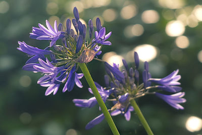 Close-up of purple flowering plant