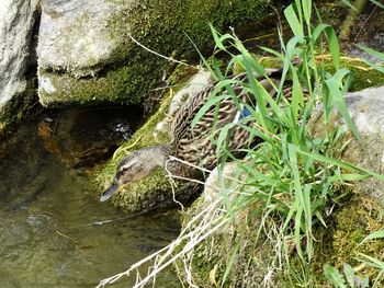 Close-up of turtle in grass