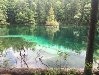 Scenic view of lake by trees in forest