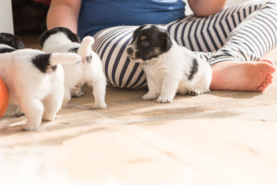 Midsection of man with dog relaxing on floor