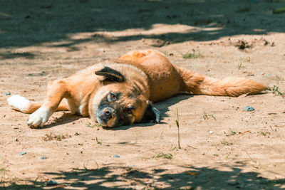 View of a sleeping resting