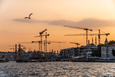 View of birds in city at sunset