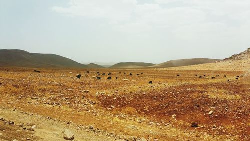 Scenic view of desert against sky