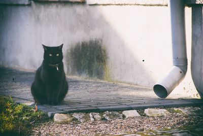 Portrait of cat sitting outdoors