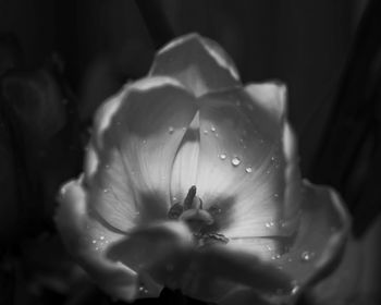 Close-up of wet flower blooming outdoors