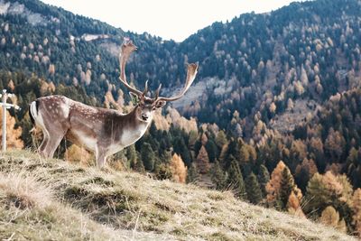 Portrait of deer standing on field at forest