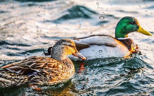 Duck swimming in lake