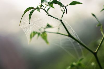 Close-up of spider web