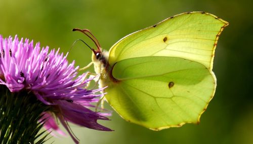 Close-up of insect on purple flower