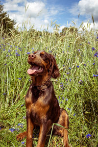 Dog sitting on field