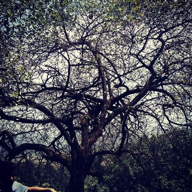 tree, branch, growth, low angle view, nature, bare tree, tree trunk, tranquility, beauty in nature, outdoors, day, sunlight, no people, sky, part of, silhouette, scenics, shadow, backgrounds, cropped