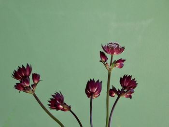 Low angle view of flowers against white background