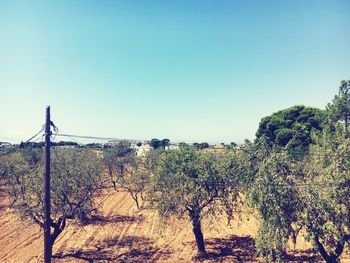 Plants and trees against clear blue sky