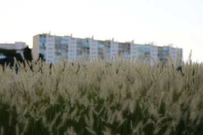 Close-up of fresh field against clear sky
