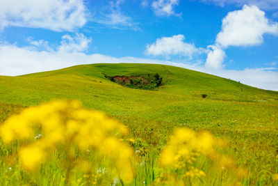 Scenic view of grassy field against sky