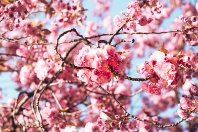 Low angle view of cherry blossom