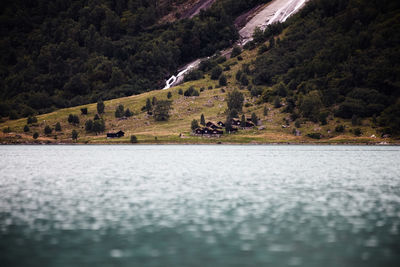 Scenic view of lake in forest