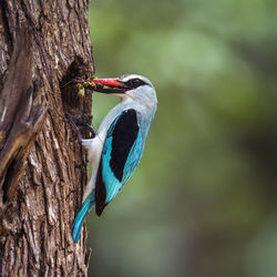 Close-up of bird perching on tree trunk