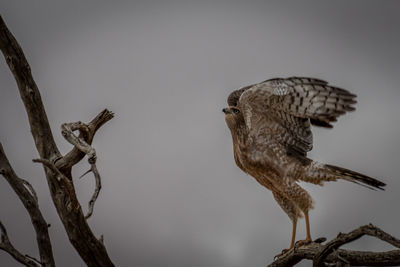 Low angle view of owl perching on tree against sky