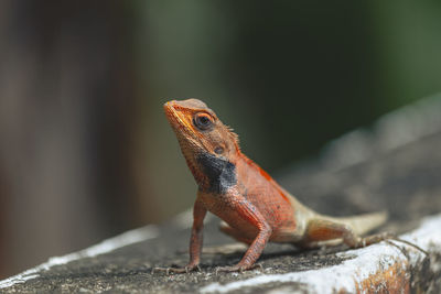 Close-up of lizard on rock