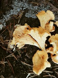 Close-up of mushroom on field in forest