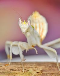 Close-up of insect