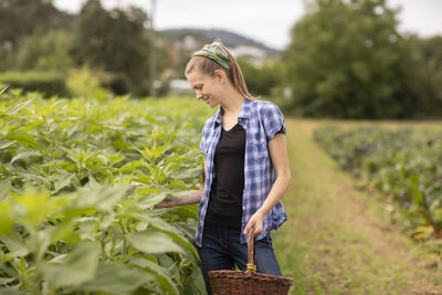 Young woman working as vegetable grower or farmer in the field