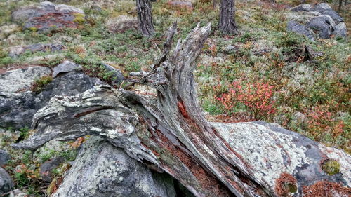 Close-up of moss growing on tree trunk