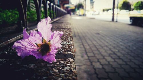 Close-up of pink flower