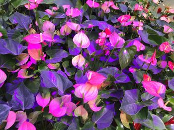 Full frame shot of flowers blooming outdoors