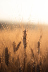 Close-up of wheat field against sky during sunset