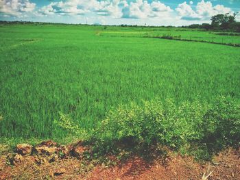 Scenic view of field against sky