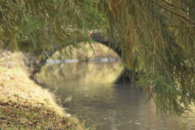 Scenic view of river amidst trees